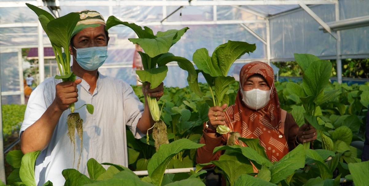 PLN UIP Kalbagtim Bersyukur Program Kampung Ketahanan Pangan Sudah Dirasakan Manfaatnya