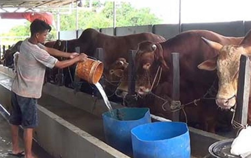 Balikpapan Siapkan 2.262 Hewan Kurban