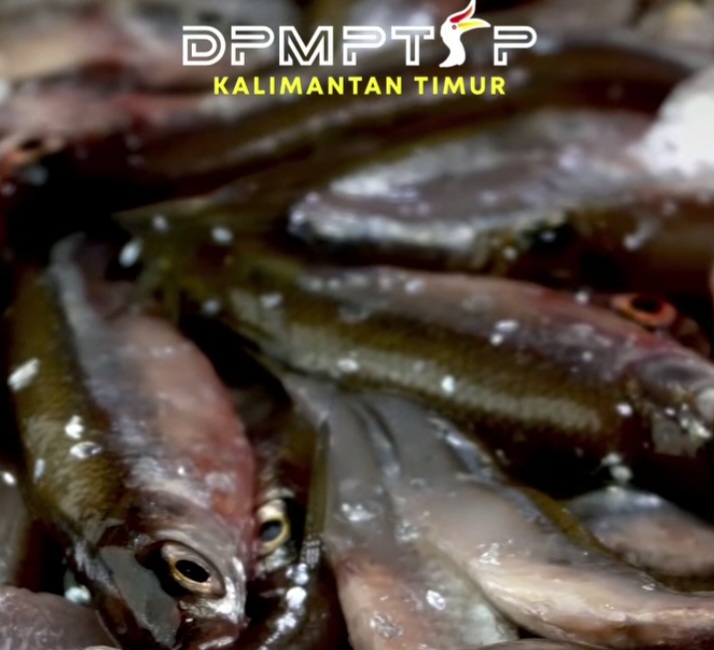 DPMTSP: Potensi Pengalengan Ikan Kaltim Sangat Menjanjikan