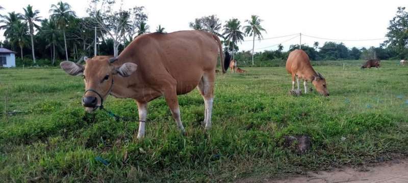 Produktivitas Sapi PPU Naik 20 Persen sejak Terapkan Mini Ranch