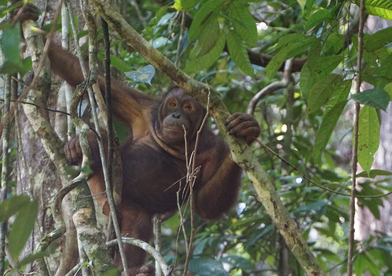 Habitat Semakin Terbatas, Hutan Kehje Sewen Dihuni 103 Orangutan