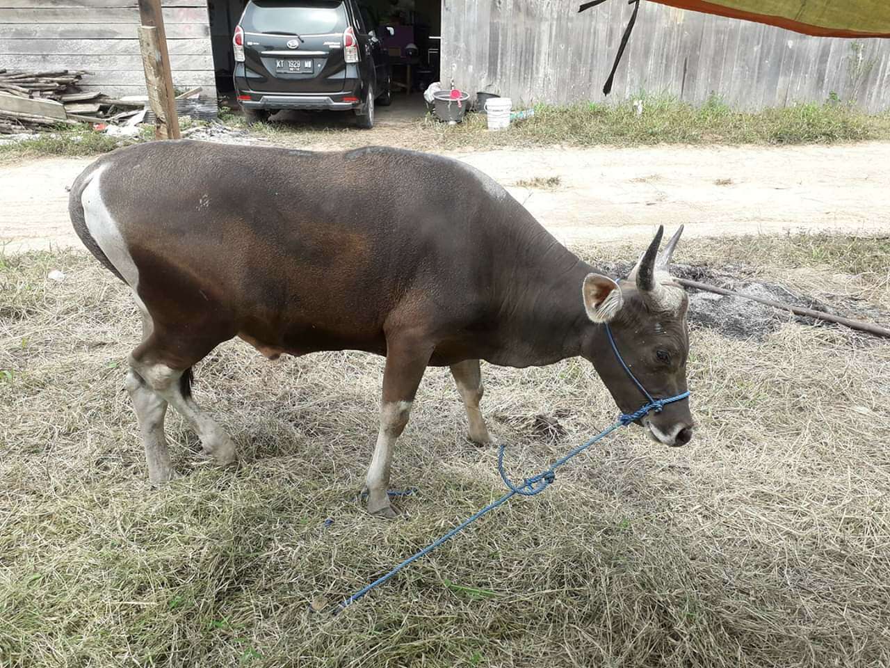 Niat Berkurban, Sapi Yanabil Hilang