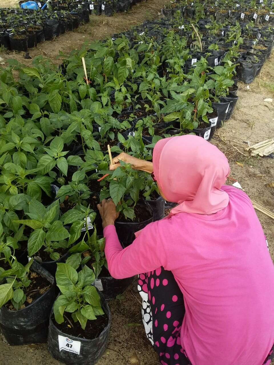 Urban Farming sebagai Senjata Tekan Inflasi  