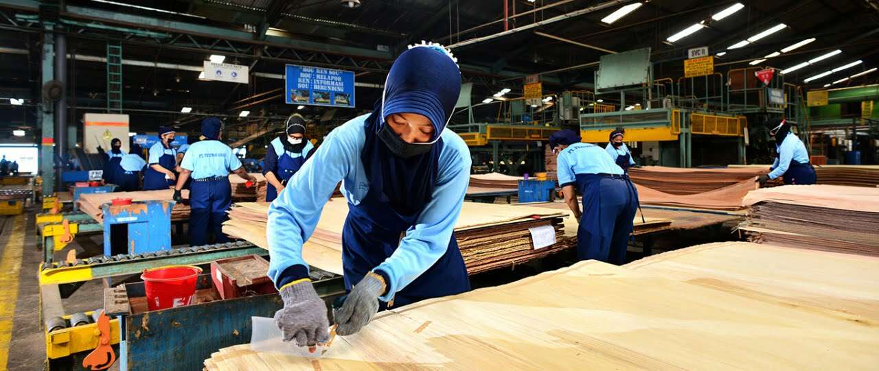 Ekonomi Global Lesu, Produksi Kayu Turun 50 Persen