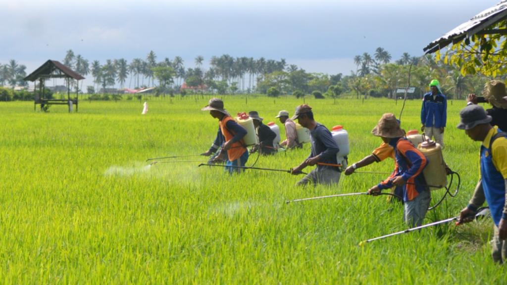 PPU Hasilkan 40 Ribu Ton Lebih Padi