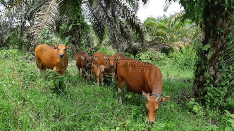 Ternak Sapi Butuh Modal, Andil Perusahaan Diharapkan