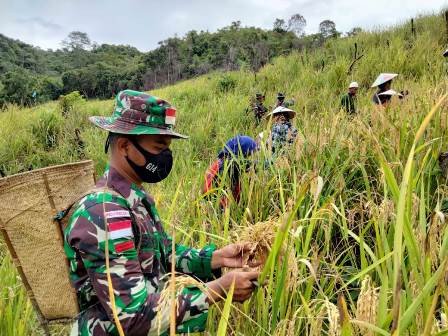 Keberadaan Satgas Pamtas Diapresiasi, Sampai Bantu Warga Panen Padi