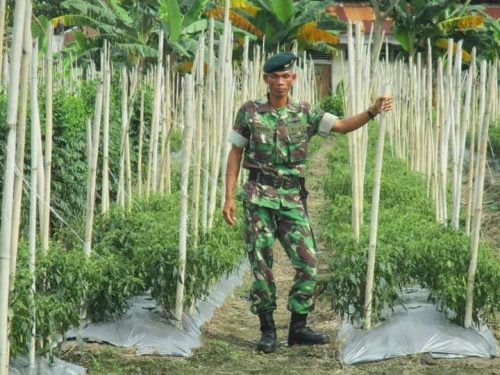 Kopral Gampang, Babinsa Panutan Pembina Petani di PPU