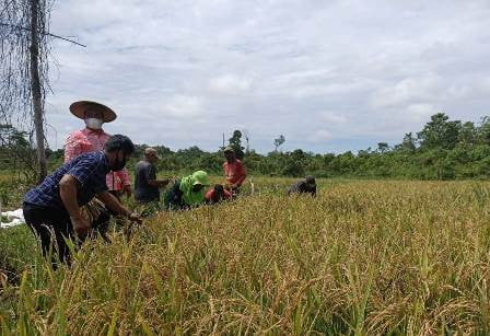 1.036 Hektare Sawah di Kubar Belum Mampu Penuhi Kebutuhan Beras Daerah