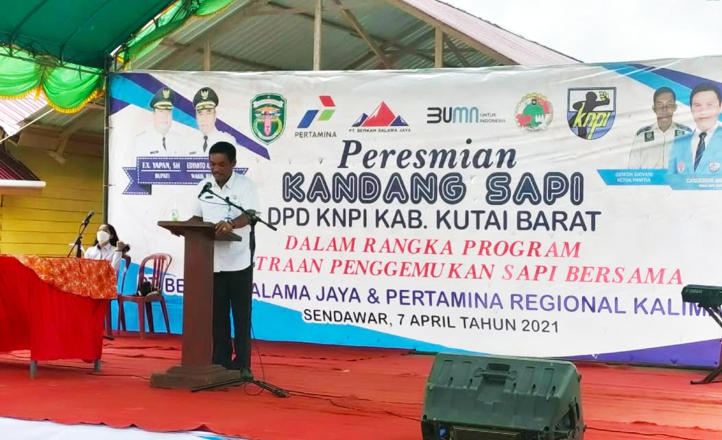 Pemprov Minta Kubar Swasembada Daging Sapi