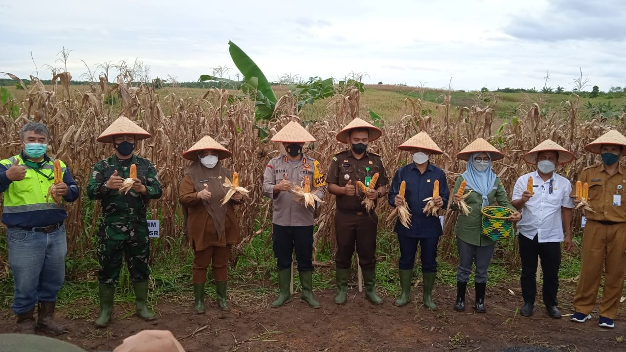 Kodim 0904 Paser Bantu Perekonomian Petani Jagung, Sulap Lahan Tidur Jadi Produktif