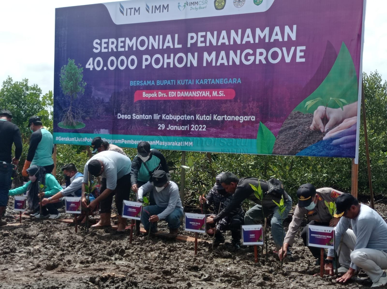 PT IMM Tanam 40 Ribu Mangrove di Pantai Sampayo