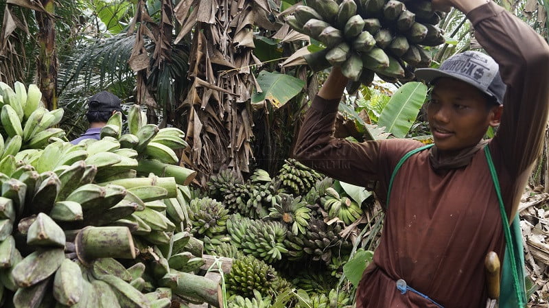 Pisang Kaliorang yang Kembali “Gurih”, Diekspor sampai Malaysia