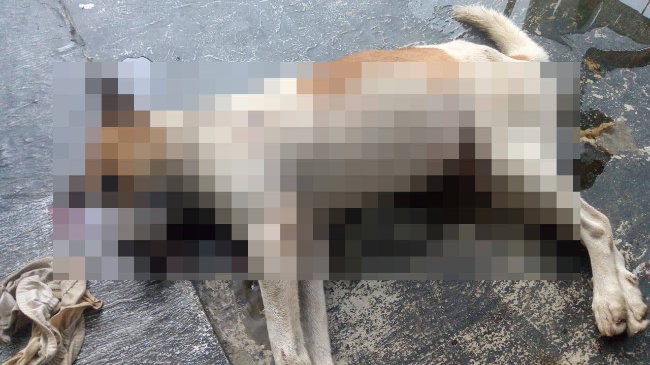 Anjing Peliharaan Warga Balikpapan Diduga Mati Diracun