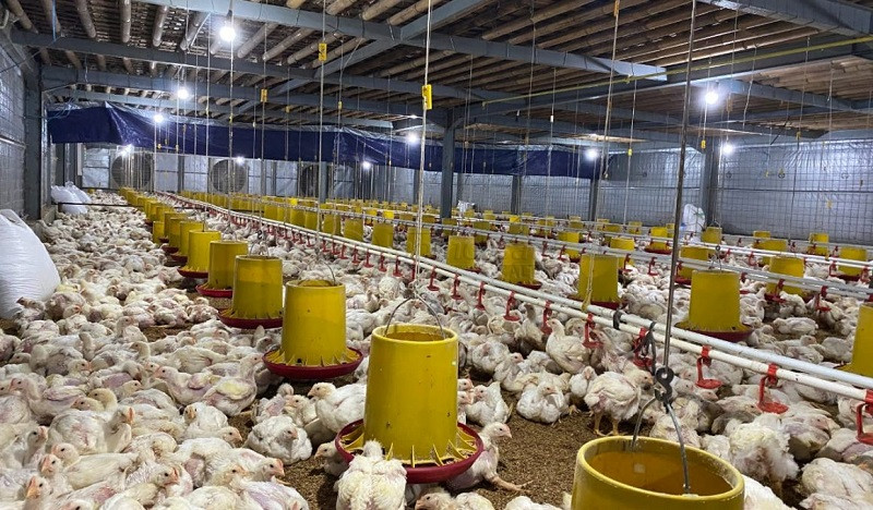 Pinsar: Kenaikan Harga Ayam Dipicu Mahalnya Pakan