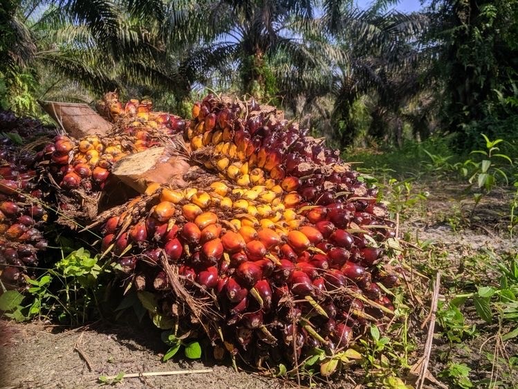 Harga TBS Naik, Sentuh Rp 2.497,46 per Kg