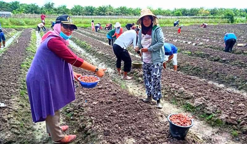 Sujiati Fokus Kembangkan Bawang Merah PPU