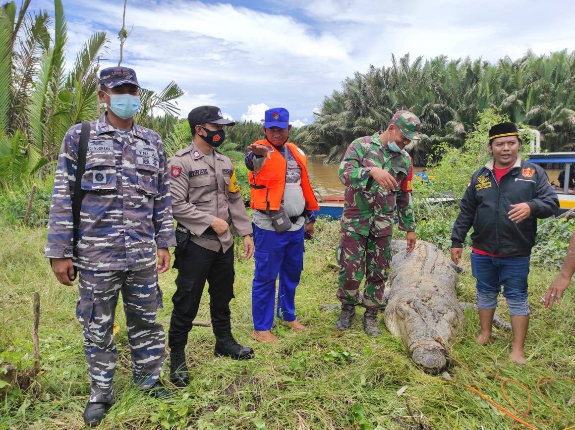 Buaya Pemangsa Bocah di Bengalon Ditangkap, Tubuh Korban Masih Utuh