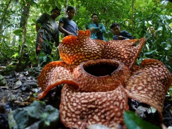 Bulikalak, Bunga Rafflesia Langka di Ujung Borneo