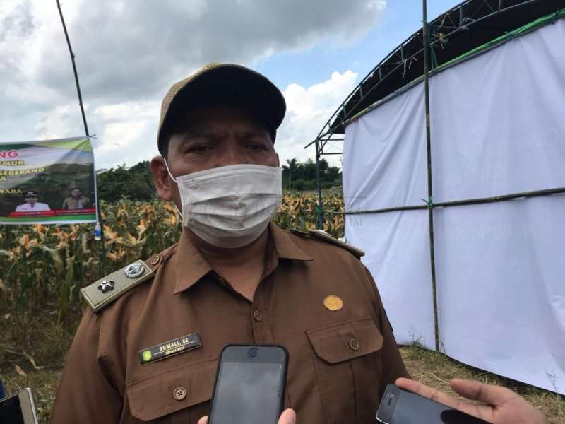 Petani Loa Lepu Targetkan Tanam Jagung di Lahan 15.000 Hektare