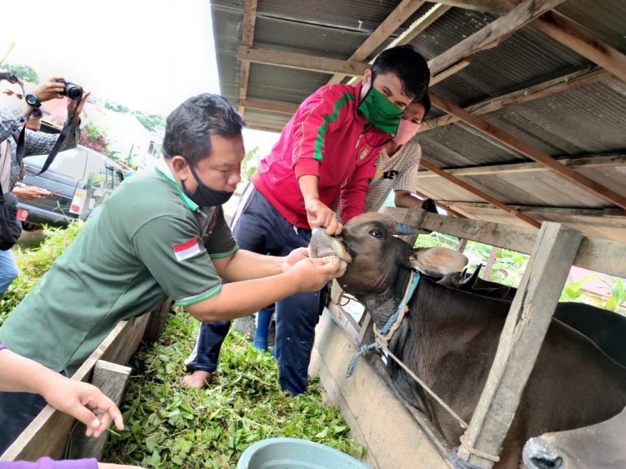 Kebutuhan Sapi di Kaltim Naik Terus