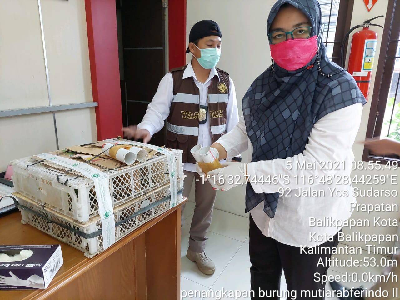 16 Ekor Burung Cucak Ijo Gagal Diselundupkan di Pelabuhan Semayang