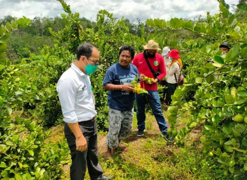 Cara Distan Kubar Beri Penyuluhan Ke Petani di Tengah Pandemi