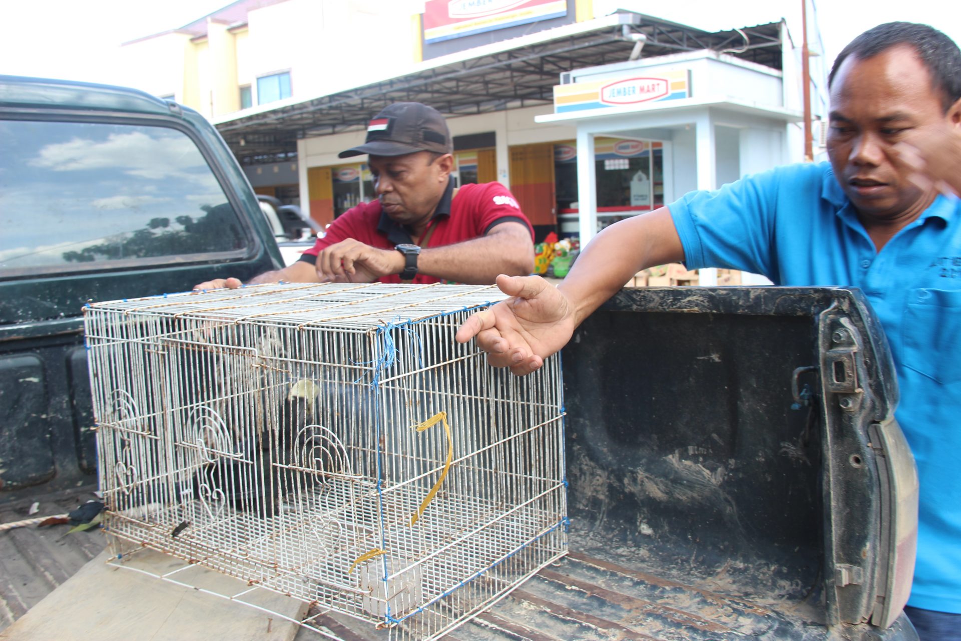 BKSDA Evakuasi Burung Enggang dari Warga