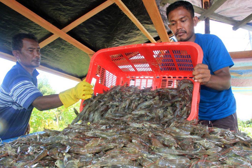 Harga Udang di Balikpapan Belum Membaik