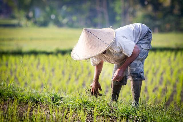 Pemerintah Gencarkan Pembangunan Rendah Karbon Sektor Pertanian