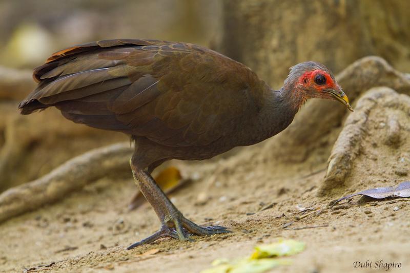 Pemalu, Punya Ukuran Kaki Jumbo