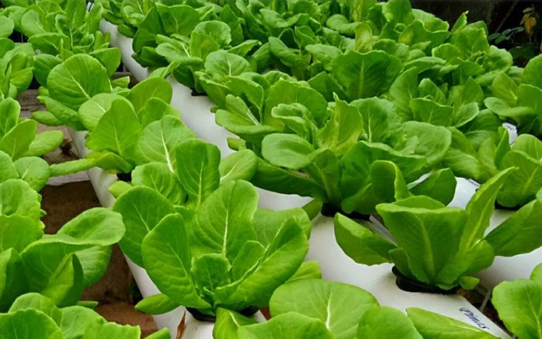 Urban Farming yang Semakin Booming di Kaltim