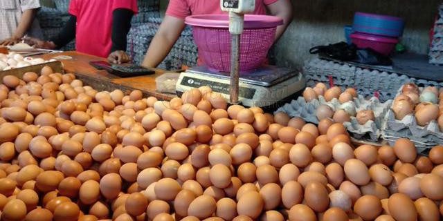 Harga Telur Turun