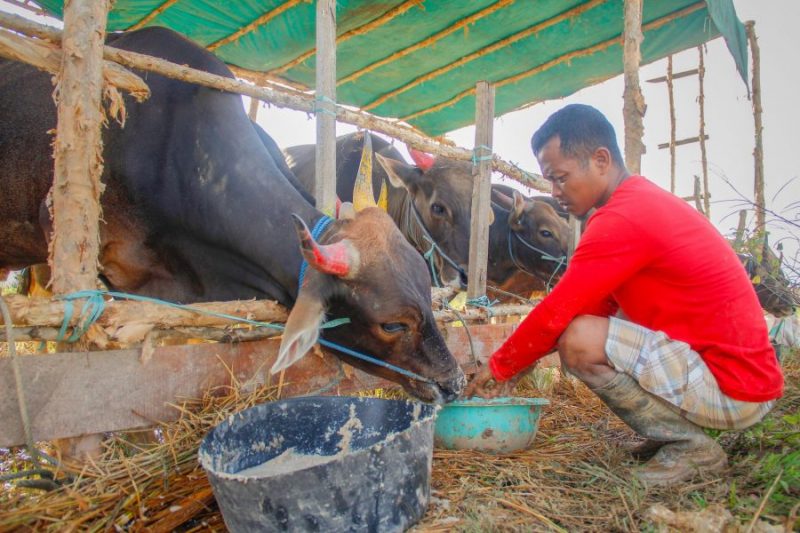 Jumlah Hewan Kurban Masih Kurang, Distribusi Terhambat COVID-19