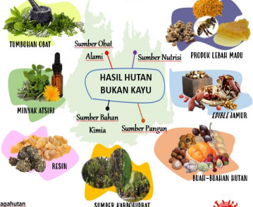 Pemanfaatan Sumber Ekonomi Baru dari Kehutanan Kaltim