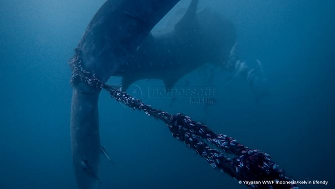 Hiu Paus Derawan Terancam Jaring Nelayan