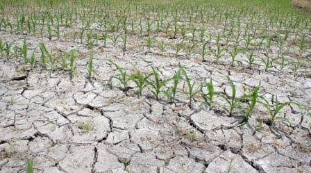 Mentan: Semua Daerah Harus Antisipasi Dampak El Nino