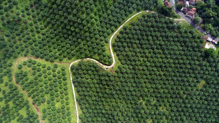 Hasil Riset: Industri Sawit Lestarikan Kemiskinan Petani