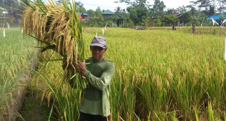 Lahan Pertanian Kaltim Bertambah