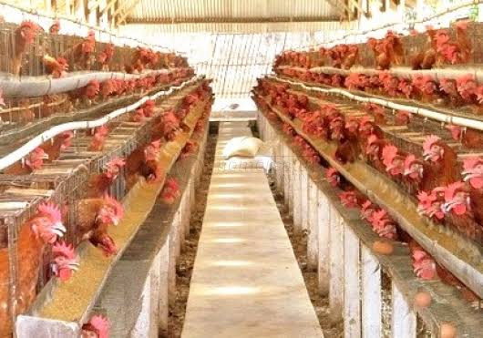 Badan Pangan Ungkap Penyebab Harga Ayam Hidup Anjlok