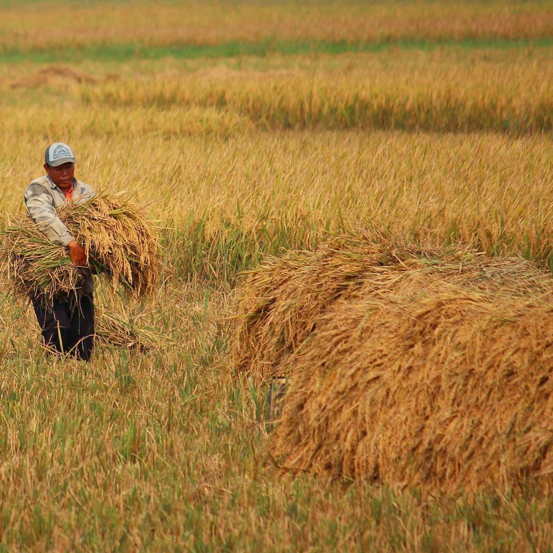 Isu Impor Beras untuk Turunkan Harga