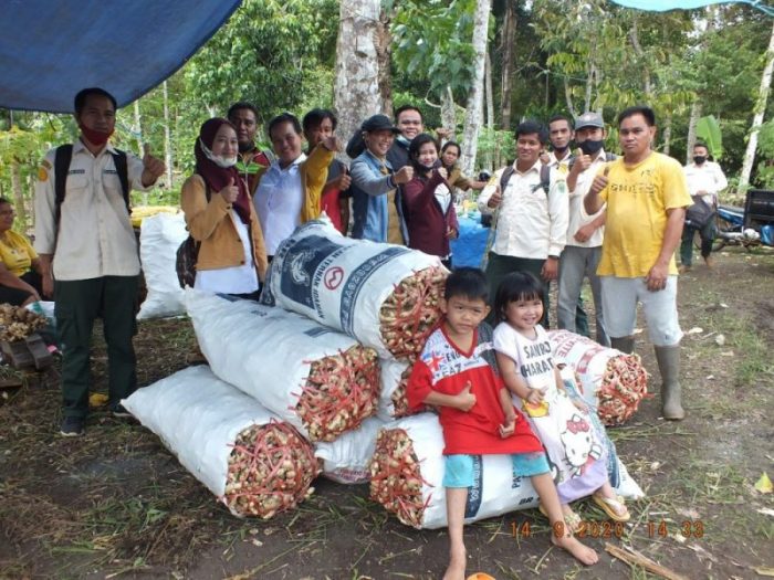 Petani Jahe di Kubar Menjerit, Panen Melimpah Tapi Tidak Ada Pembeli