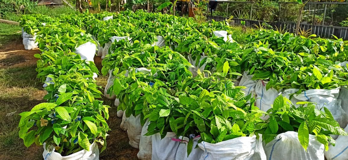 Poktan di Mahulu Dapat Bantuan Bibit Kakao dan Alat Pertanian