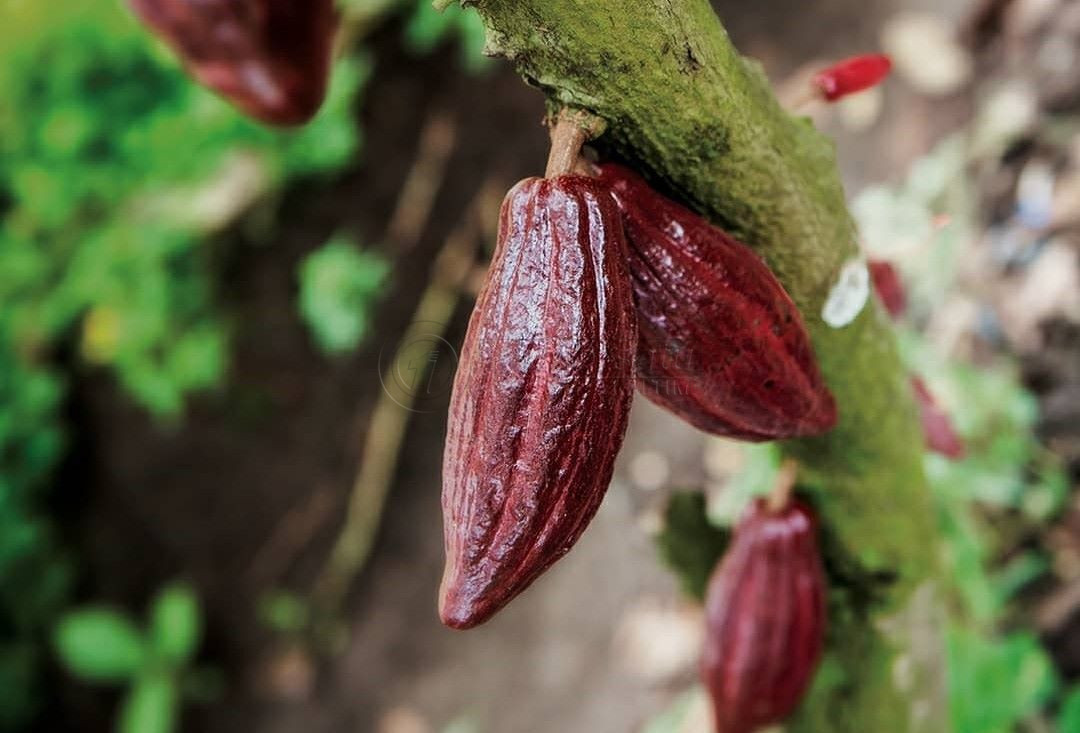 Bantu Alat Pengolah Coklat dan Bibit Kakao ke Petani