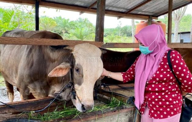 Kasmah: Kebun dan Ternak Pelepas Lelah