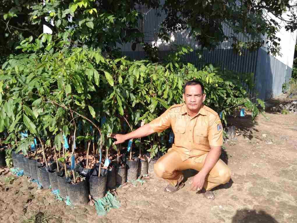 Kelengkeng Kateki Mulai Dibudidayakan di Kabupaten Paser