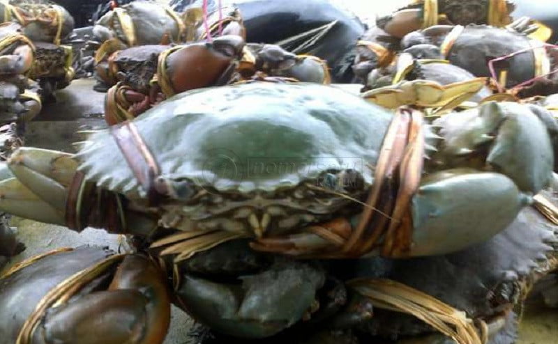 Nelayan Kepiting Keluhkan Tempat Pembenihan