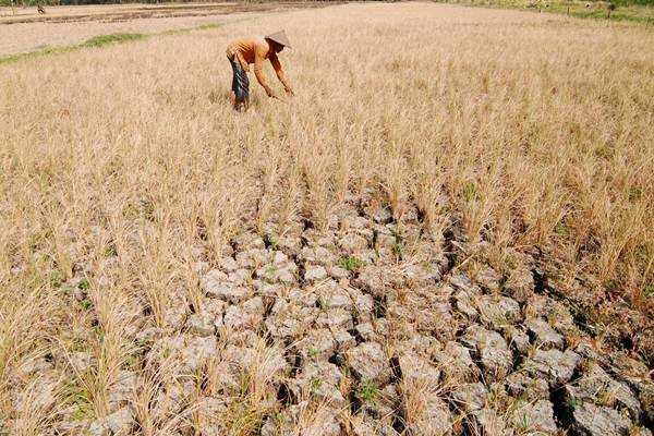 Antisipasi Dampak El Nino, Kementan Gencarkan Asuransi Tani