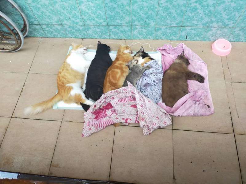 Terjadi Lagi, Belasan Kucing di Balikpapan Mati Mendadak