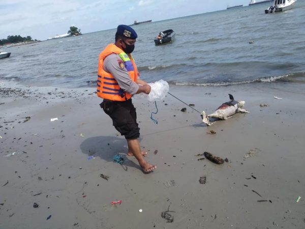 Lumba-Lumba Mati di Tepi Pantai Balikpapan